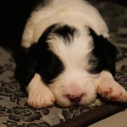 Goldendoodle and Sheepadoodle Puppies from The Farms Precious Doodles