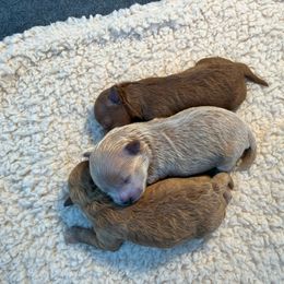 Maltipoo Puppies from Christine Plano