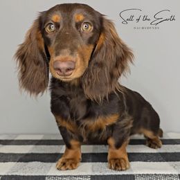 Farrah - Dachshund
