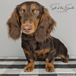 Farrah - Dachshund