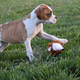 Boxer Puppies from Keims Royal Boxers