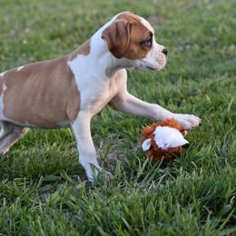 Boxer Puppies from Keims Royal Boxers