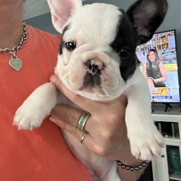 French Bulldog Puppies from Melanie Nicely