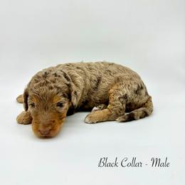 Oak - Merle male Bernedoodle puppy in Thornville, Ohio from Four Front Doodles & Friends