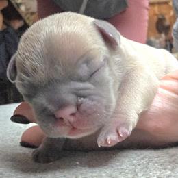Ringo - Blue fawn male French Bulldog puppy in Gasport, New York from Belleau Wood French Bulldog Manor & Folsom's House of Blues