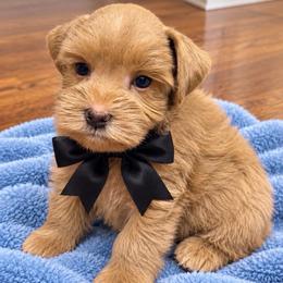 Black Collar Red Wheaten Male - Wheaten male Miniature Schnauzer puppy in Calhoun, Georgia from The BrickHouse Miniature Schnauzers