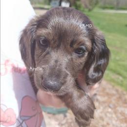 Apollo - Dapple male Dachshund puppy in West Alexandria, Ohio from Low Ryder Mini Dachshunds