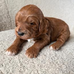 Archie - Red  male Goldendoodle puppy in Lowville, New York from Adirondack Goldendoodles