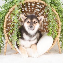 Fumi - Red Headed Black and Tan Boy - Black and tan male Shiba Inu puppy in Neosho, Missouri from Sunny Terrace Shibas