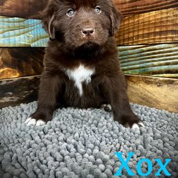 Xox - Brown Newfoundland puppy in Tully, New York from Bear Paw Newfoundlands