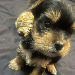 Yorkshire Terriers from Yorkie Queen Kennels