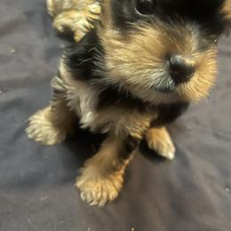 Yorkshire Terriers from Yorkie Queen Kennels