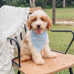 Austin - Parti male Goldendoodle puppy in Iola, Texas from Supreme Doodles of Texas
