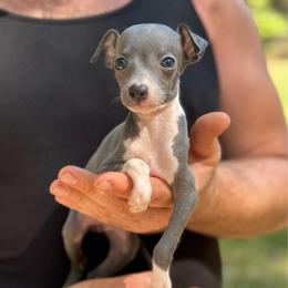 Flora - White and blue female Italian Greyhound puppy in Wilkes Barre, Pennsylvania from Laraz Pupz