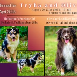 Miniature Australian Shepherd puppies from Dusty Spring Australian Shepherds, LLC