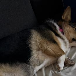 Pembroke Welsh Corgis from Pride Paws Corgis: Snout & About