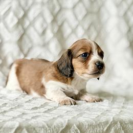 Olive (CKC Long-Hair Female-Embark Tested Parents) - Piebald female Dachshund puppy in Monroe City, Indiana from Monroe’s Hillcrest Dachshunds