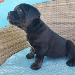 Cane Corso Puppies from Willow’s Meadow
