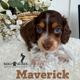 Maverick - AKC - Chocolate and tan male Dachshund puppy in Kemp, Texas from Koli Acres