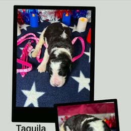 Taquila - Parti female Goldendoodle puppy in Water Valley, Mississippi from Olympian Doodles