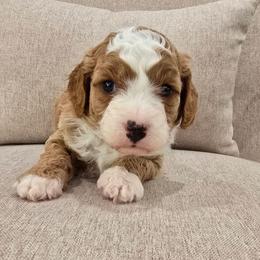 Payday - Red male Cavapoo puppy in Fordland, Missouri from K&K's Puppy Kingdom