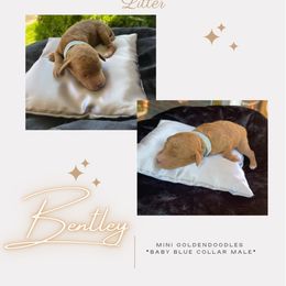 Boy 5 - Goldendoodle puppy in Nashville, Tennessee from Exclusive Doodles & Poodles