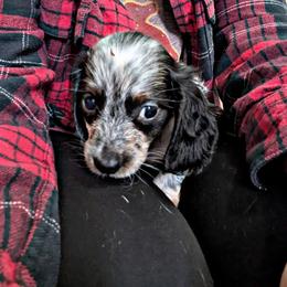 5 -Black piebald male - Piebald male Dachshund puppy in Central Point, Oregon from MRS Long Dog Ranch
