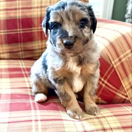 Riggs - Blue merle male Miniature Australian Shepherd puppy in Romney, West Virginia from South Branch Mini Aussies