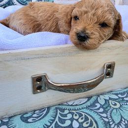 Pepper - Brown male Cavapoo puppy in Syracuse, Utah from Just Doodling Dogs