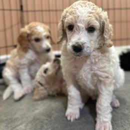 Poodle Puppies from Alysia Saleice Estes