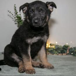 German Shepherd Puppies from D.S. Canine
