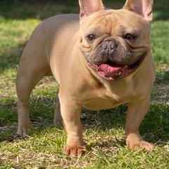 French Bulldogs from Soto Frenchie Company