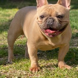 French Bulldogs from Soto Frenchie Company