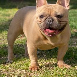 French Bulldogs from Soto Frenchie Company