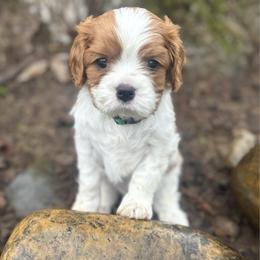 Russell - Blenheim male Cavalier King Charles Spaniel puppy in Wilton, California from Becky's Cavalier King Charles Spaniels