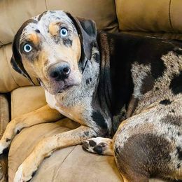 Catahoula Leopard Dog Puppies from ZM Catahoulas