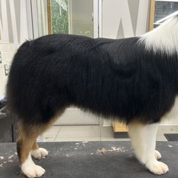 Australian Shepherds from Gemfire Australian Shepherds