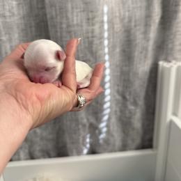 Boy 2 - White male Maltese puppy in Hernando Beach, Florida from Minipupps