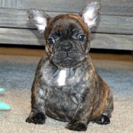 Bullmastiff and French Bulldog Puppies from Circle J Ranch