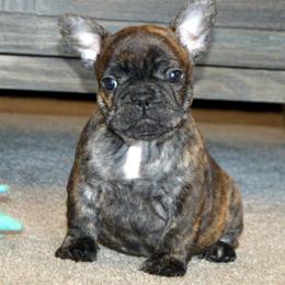 Bullmastiff and French Bulldog Puppies from Circle J Ranch