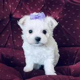 Maltese Puppies from Rockin Rivers AKC Maltese & Malshi's