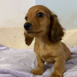 Axel 2,775 - Red male Dachshund puppy in Tonopah, Arizona from Desert Diamond Dachshunds