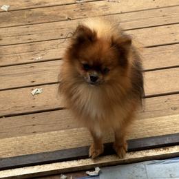 Philo - Pomeranian
