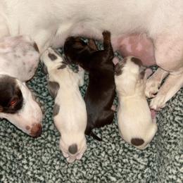 Blue Tan Piebald Female - Piebald female Dachshund puppy in Summerville, South Carolina from Funk's Four-Legged Friends