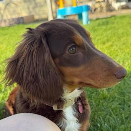 Moo - Dachshund