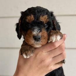 Whipped Cream - Tri-color female Bernedoodle puppy in Modesto, California from Central Valley Canine Companions