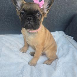 Nilla - Fawn female French Bulldog puppy in West Haven, Utah from Doxie Trails LLC