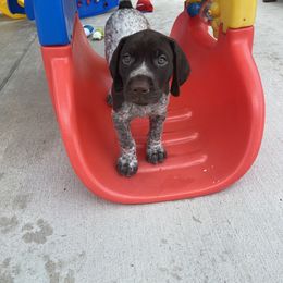 German Shorthaired Pointer Puppies from Brija German Shorthaired Pointers