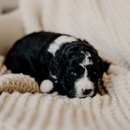 Maple - Black and white female Sheepadoodle puppy in Patterson, California from Dooling Doodles