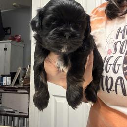 Maggie - Black and white female Shih Tzu puppy in Boiling Springs, South Carolina from Sherry Whiteside's Shih Tzus